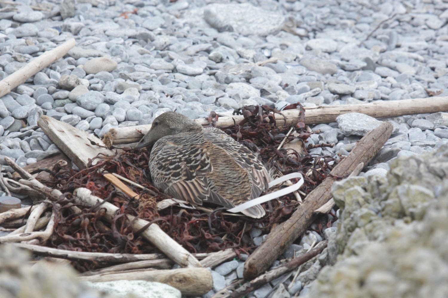 I feel sorry for the bird - My, Greenpeace, Plastic, Garbage, Birds, Seabirds, Reserves and sanctuaries, Longpost