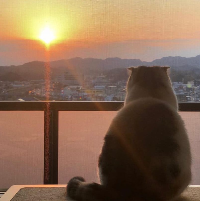 An unbearable desire to sit and enjoy the sunset somewhere far away, and that’s not all - Travels, cat, Sunset, Pets