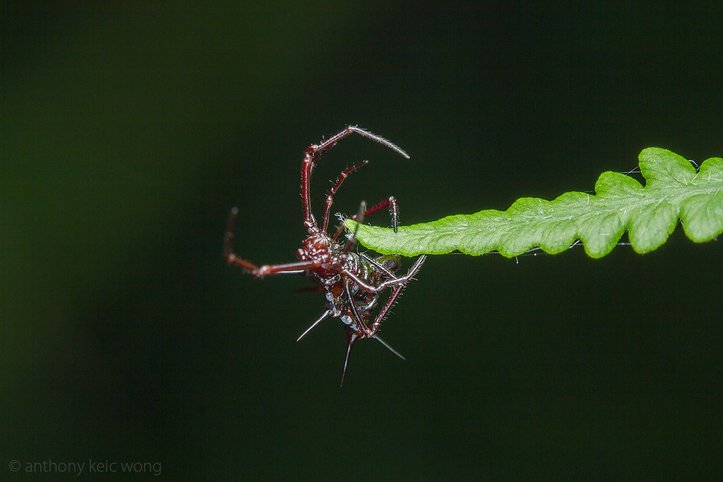 Lloth #6 - Spider, Thorns, Longpost