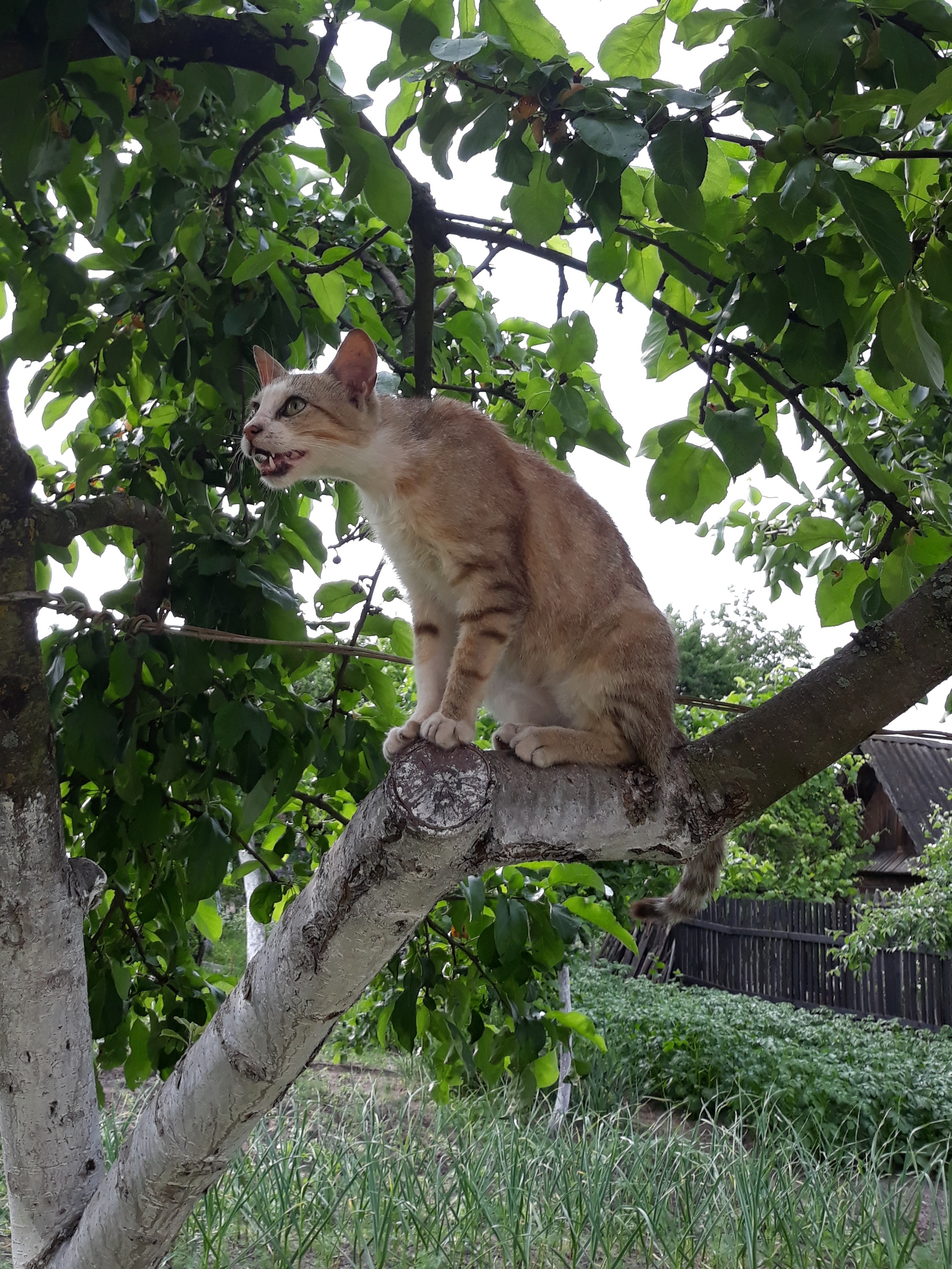 Singing cat - My, cat, Catomafia, Tree, Murzik, Meow