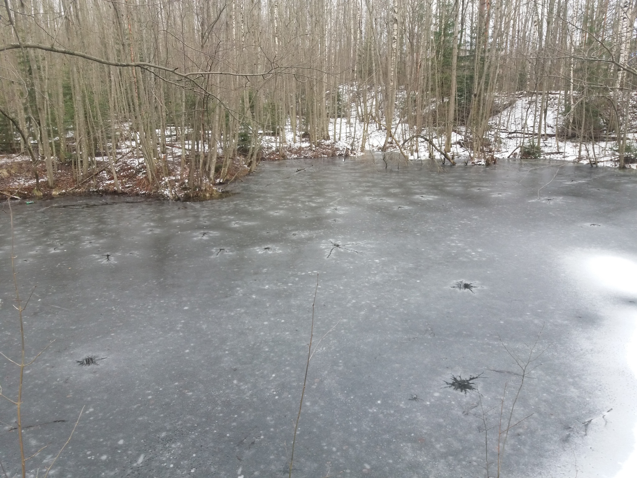 Thawed patches in the form of neurons on the lake - My, Ice, Wrong ice, Nature, Natural phenomena, Longpost