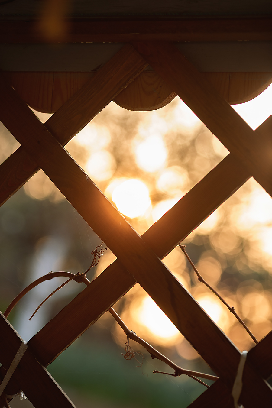 Photographer in quarantine - My, Flowers, Spring, Sunset, The photo, Longpost