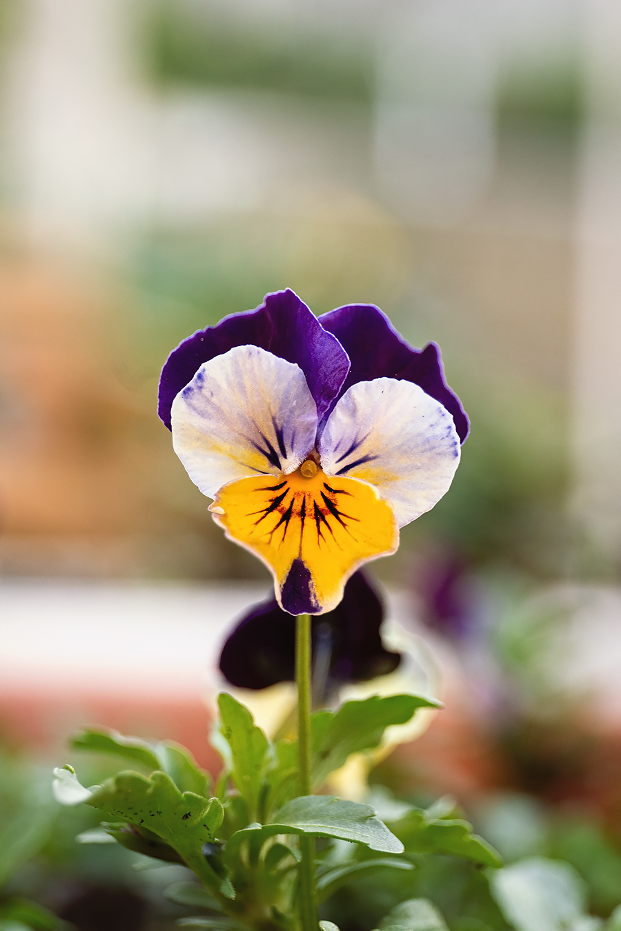 Photographer in quarantine - My, Flowers, Spring, Sunset, The photo, Longpost