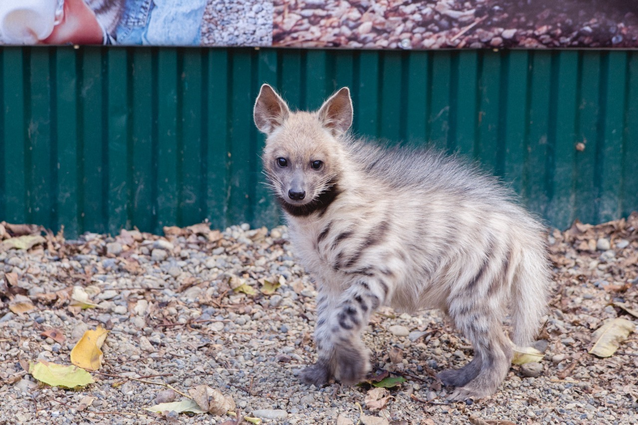 Minke whale named Chili - Striped hyena, Children, Milota, Longpost, Hyena