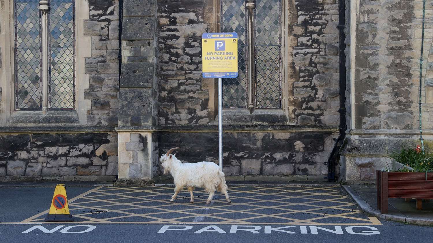 Wild goat attack - Attack, Goat, Great Britain, Wales, Longpost