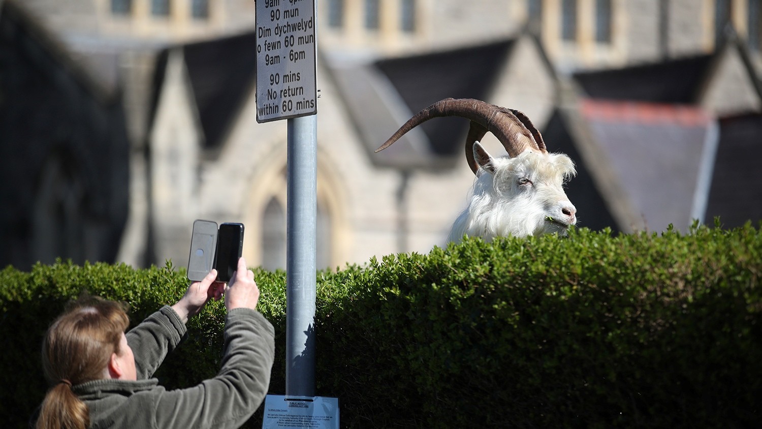 Wild goat attack - Attack, Goat, Great Britain, Wales, Longpost