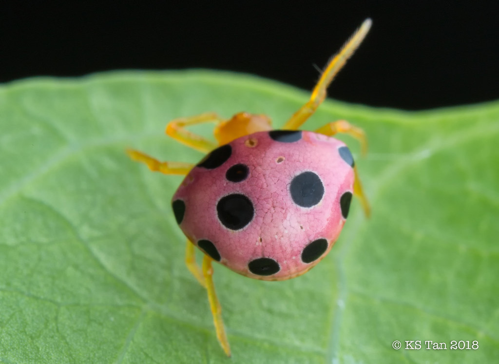 Lolth #7 - Spider, Mimicry, ladybug, Longpost