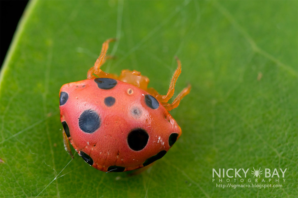 Lolth #7 - Spider, Mimicry, ladybug, Longpost