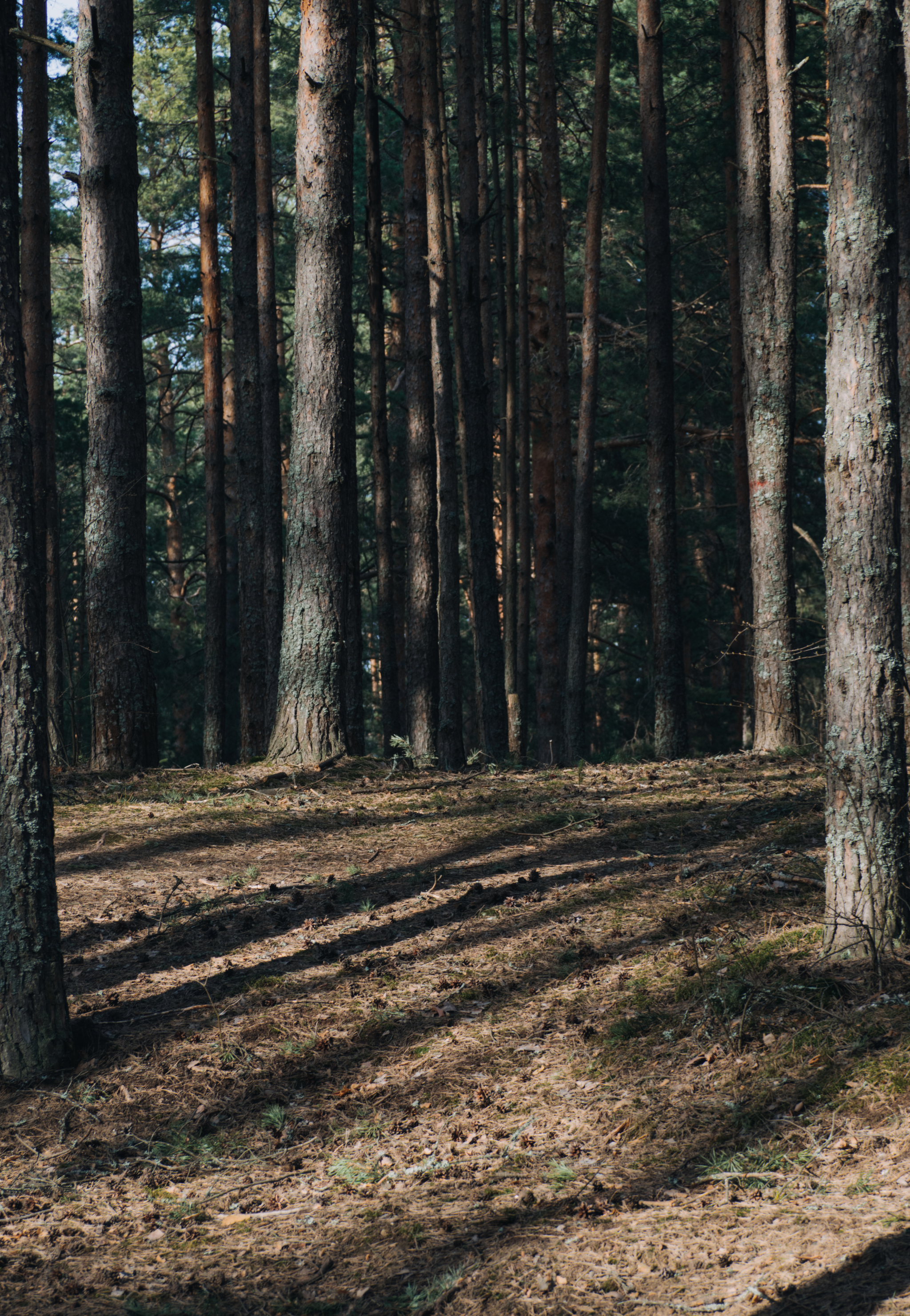 wood gull - My, Forest, Tea, The photo, Longpost