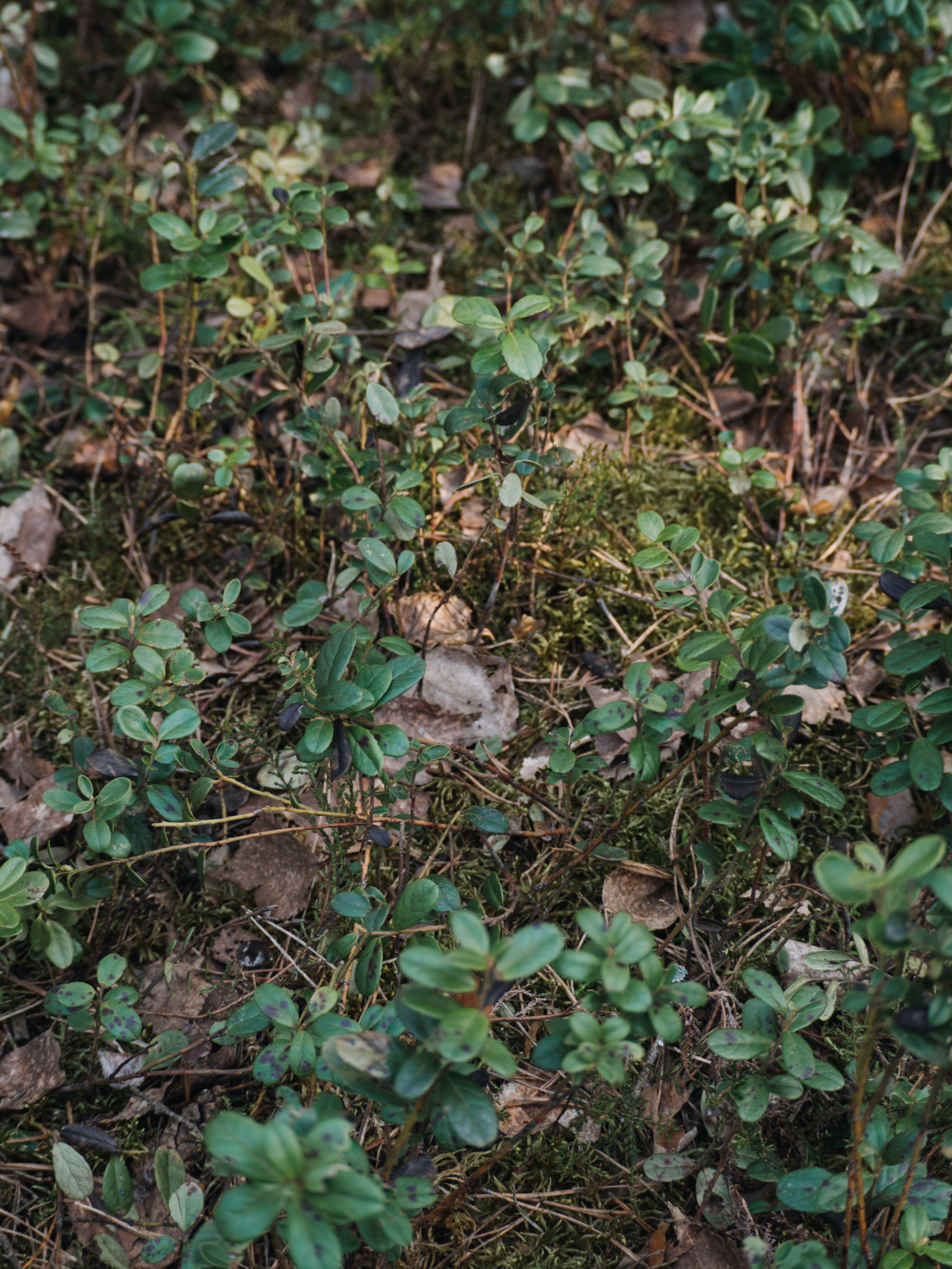 wood gull - My, Forest, Tea, The photo, Longpost