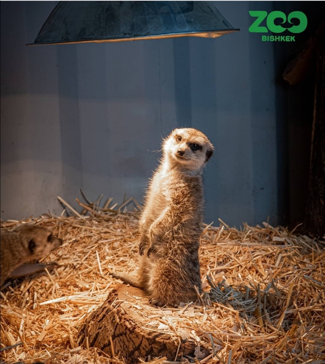 Help animals. Bishkek - Zoo, Help, Kyrgyzstan, Bishkek, Longpost