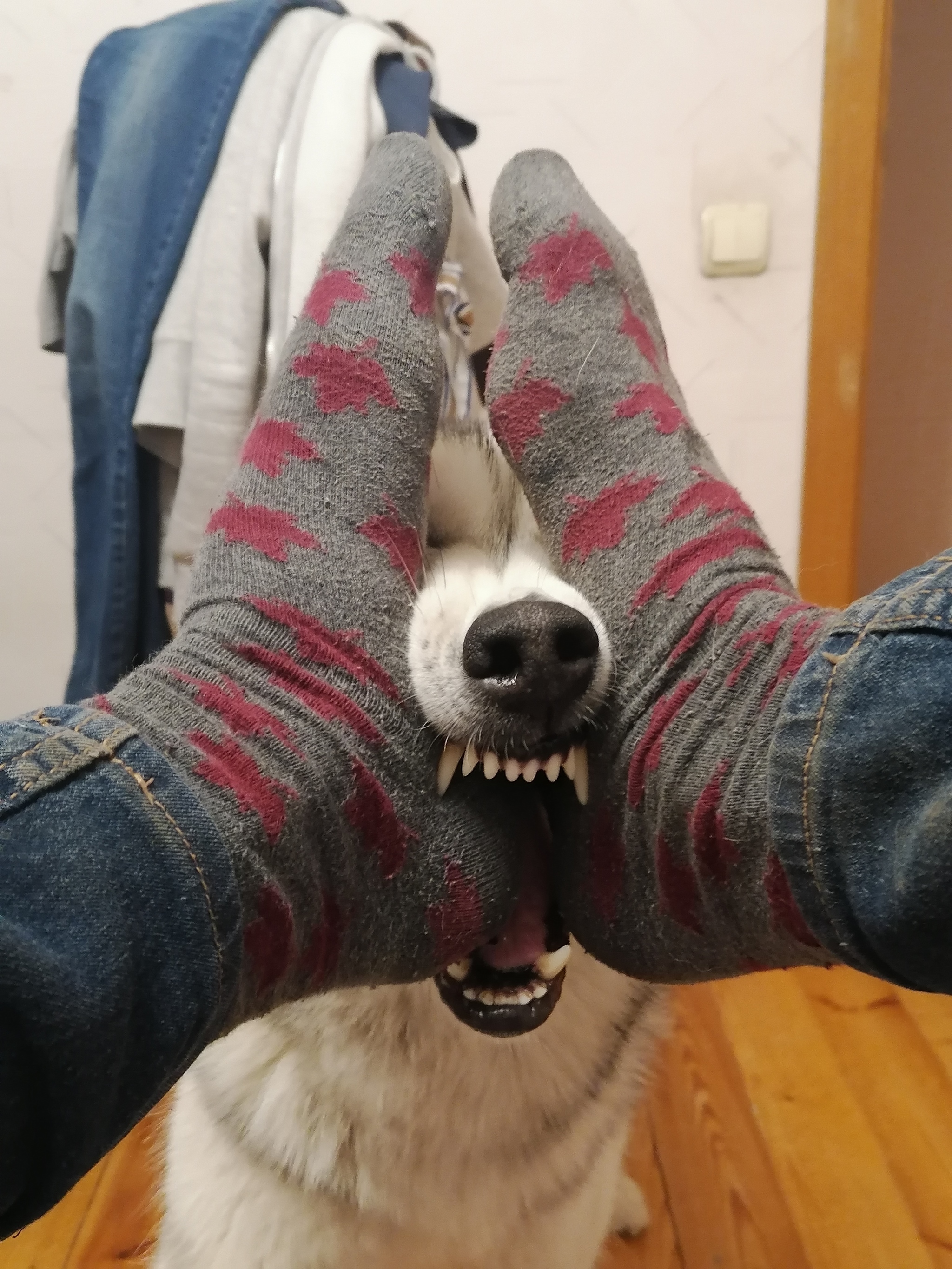 Gray heel eater - My, Dog, Husky, Siberian Husky, The photo, Heels, Teeth