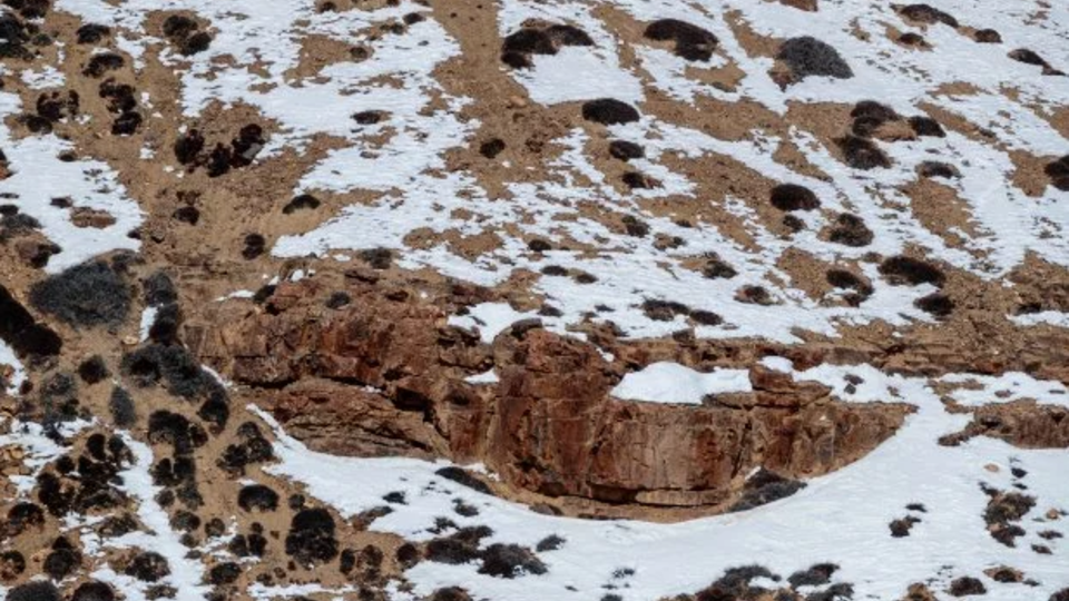 Find the cat! - The photo, Longpost, Snow Leopard, Big cats, Cat family, Predatory animals, Wild animals