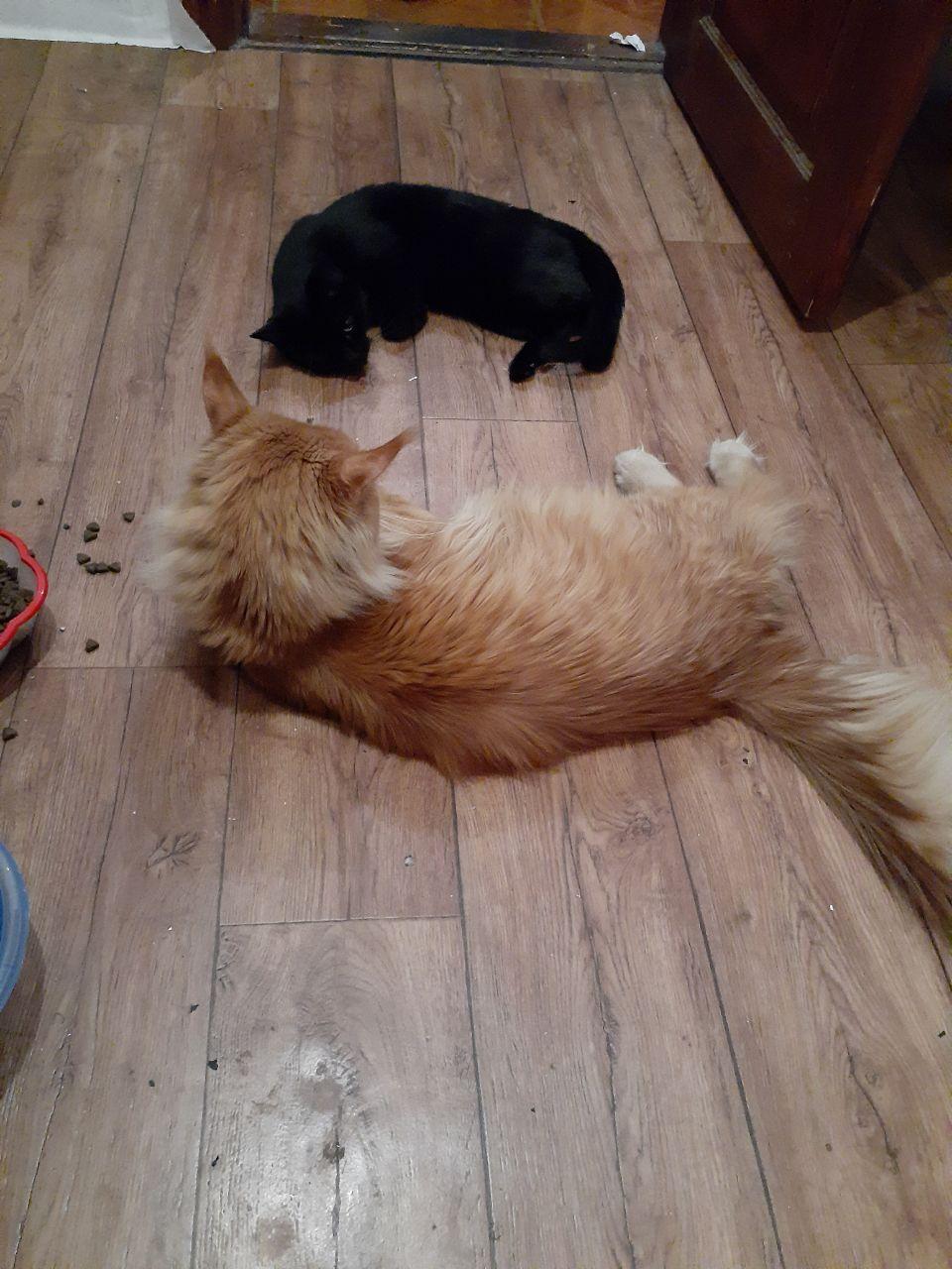 An impudent red face - and a peaceful black one - My, Catomafia, cat, Maine Coon, Longpost