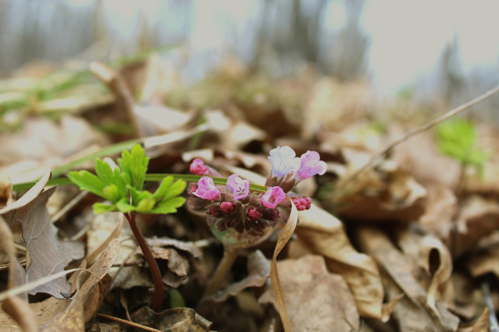 Day in the spring forest - My, Forest, Flowers, Spring, Self-isolation, Longpost