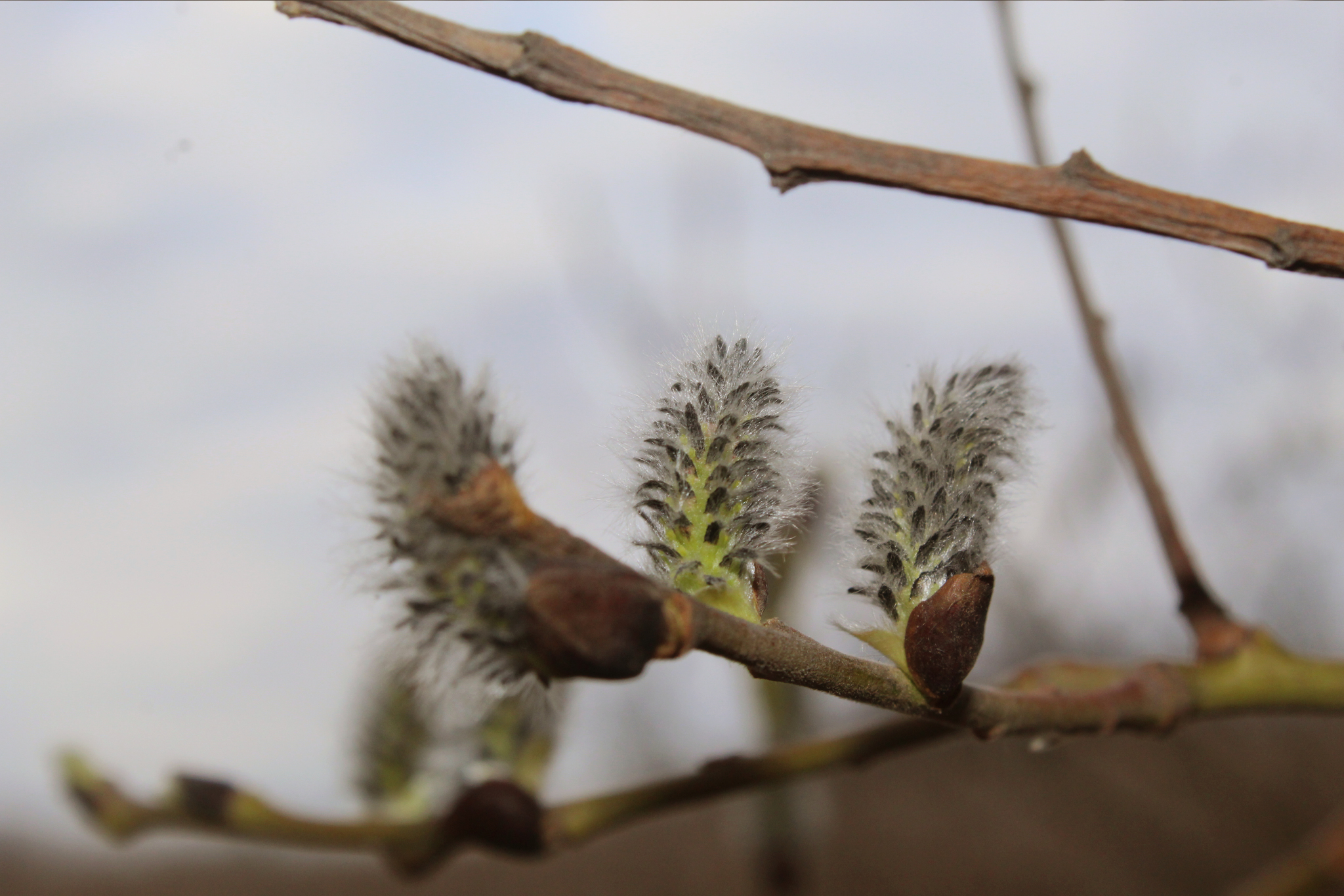 Day in the spring forest - My, Forest, Flowers, Spring, Self-isolation, Longpost