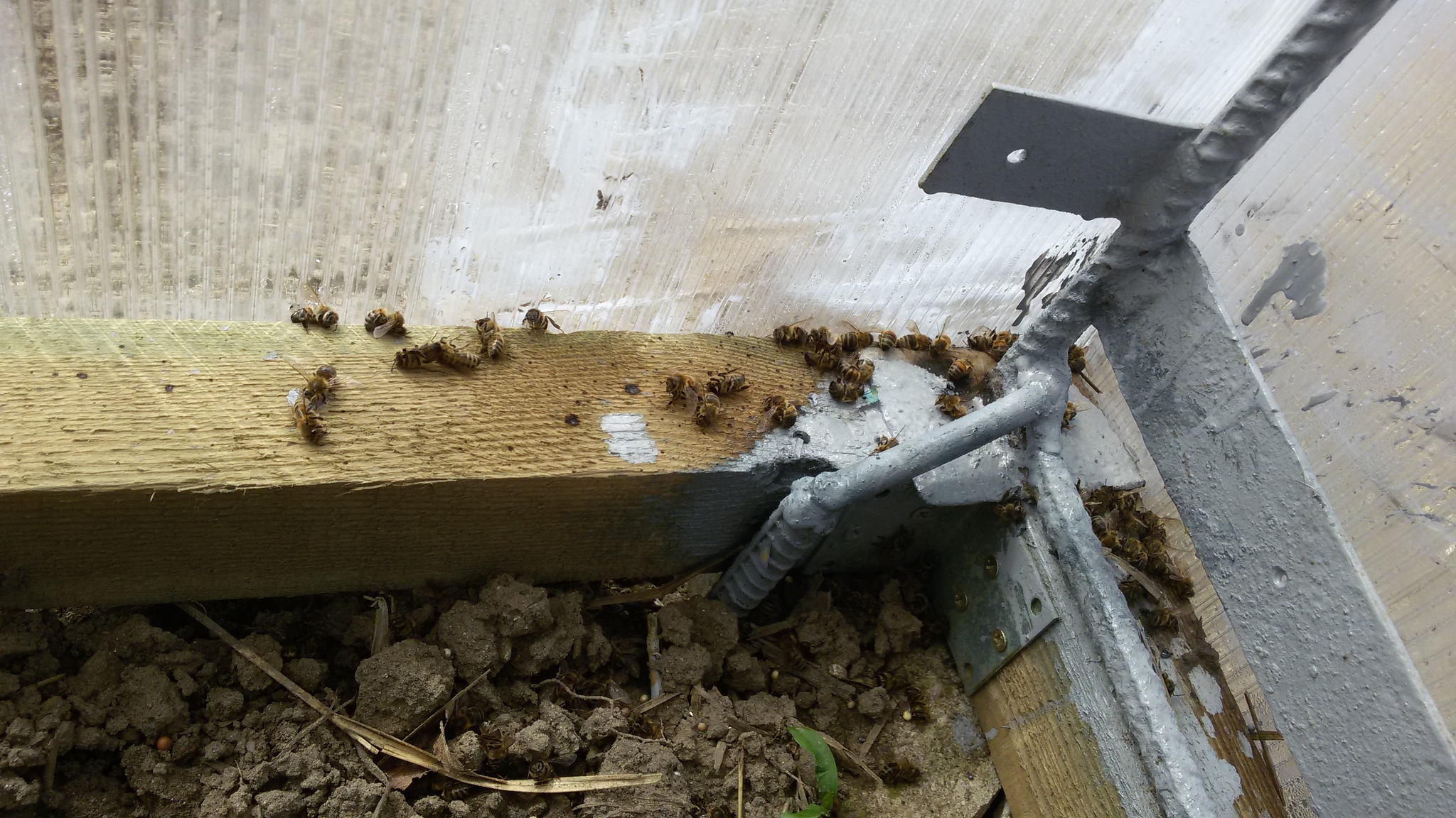 Bees go to the watering hole... - My, Bees, Beekeeping, Village, Longpost