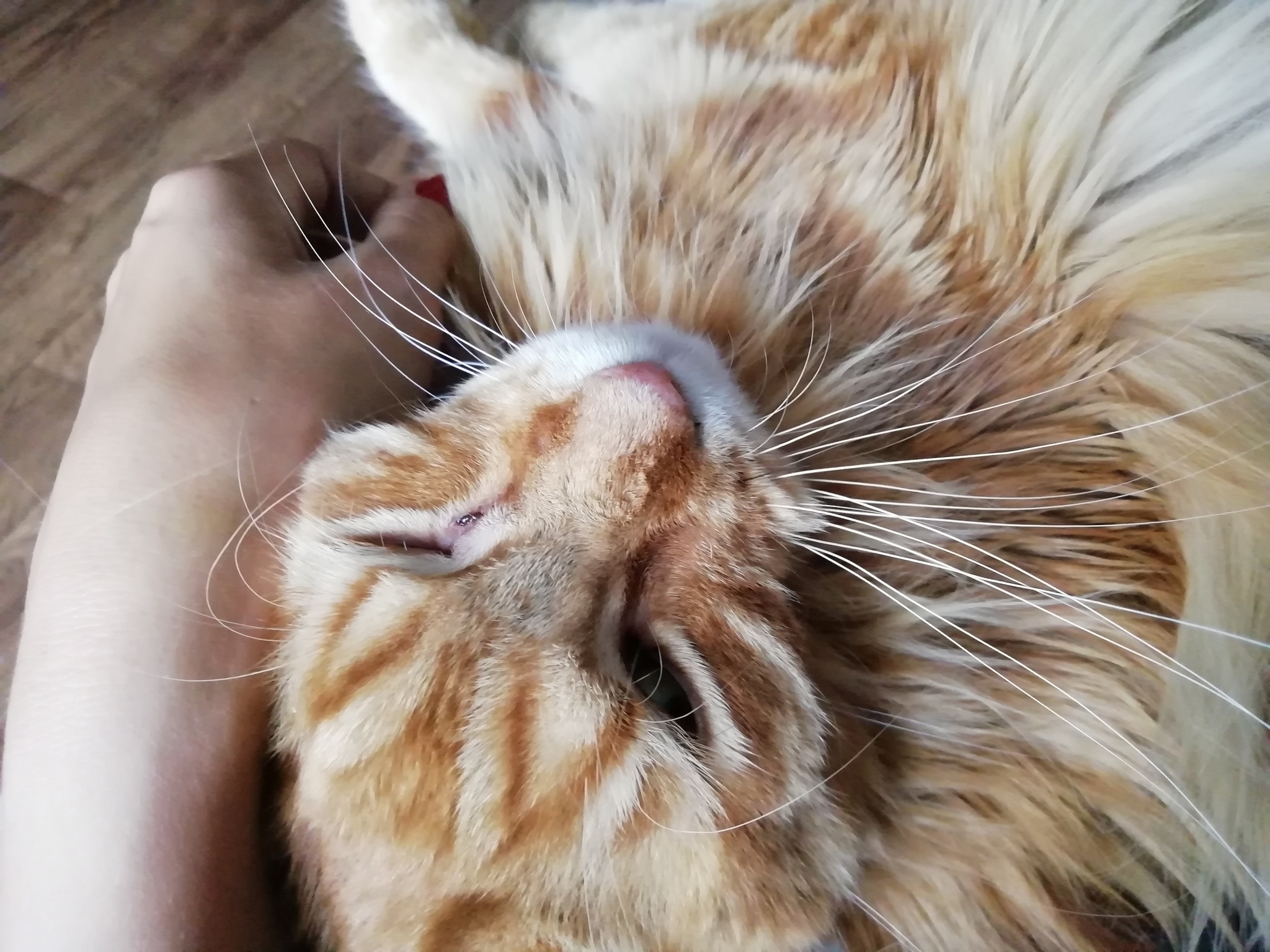 Reply to the post “The cat is in good hands” - My, cat, Maine Coon, Longpost, Reply to post