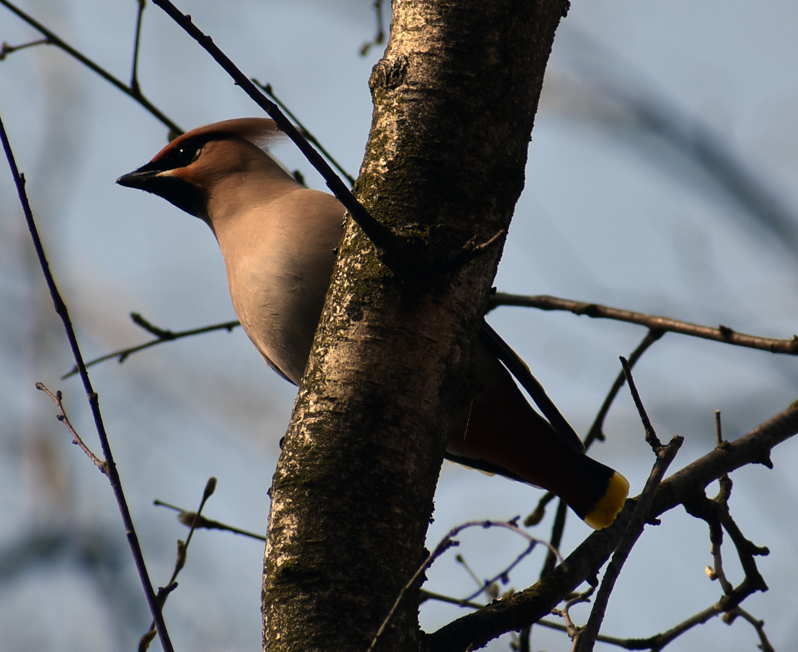 Waxwing - My, Ornithology, Birds, Hobby, Bird watching, Svirestel, Moscow region, Nature, Photo hunting, Video, Longpost