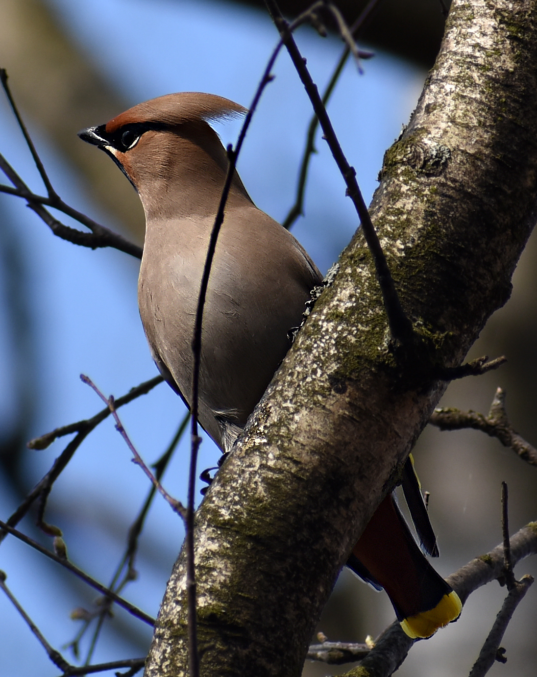 Waxwing - My, Ornithology, Birds, Hobby, Bird watching, Svirestel, Moscow region, Nature, Photo hunting, Video, Longpost