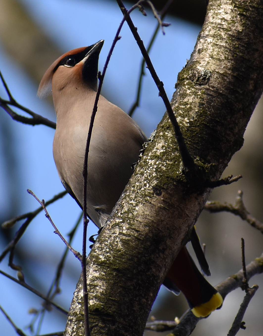 Waxwing - My, Ornithology, Birds, Hobby, Bird watching, Svirestel, Moscow region, Nature, Photo hunting, Video, Longpost