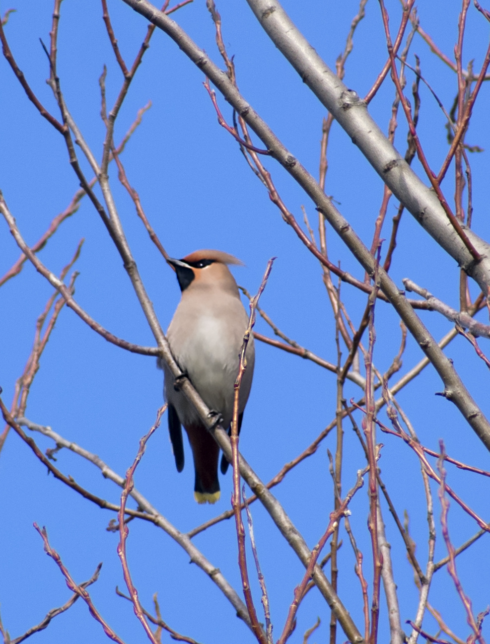 Waxwing - My, Ornithology, Birds, Hobby, Bird watching, Svirestel, Moscow region, Nature, Photo hunting, Video, Longpost