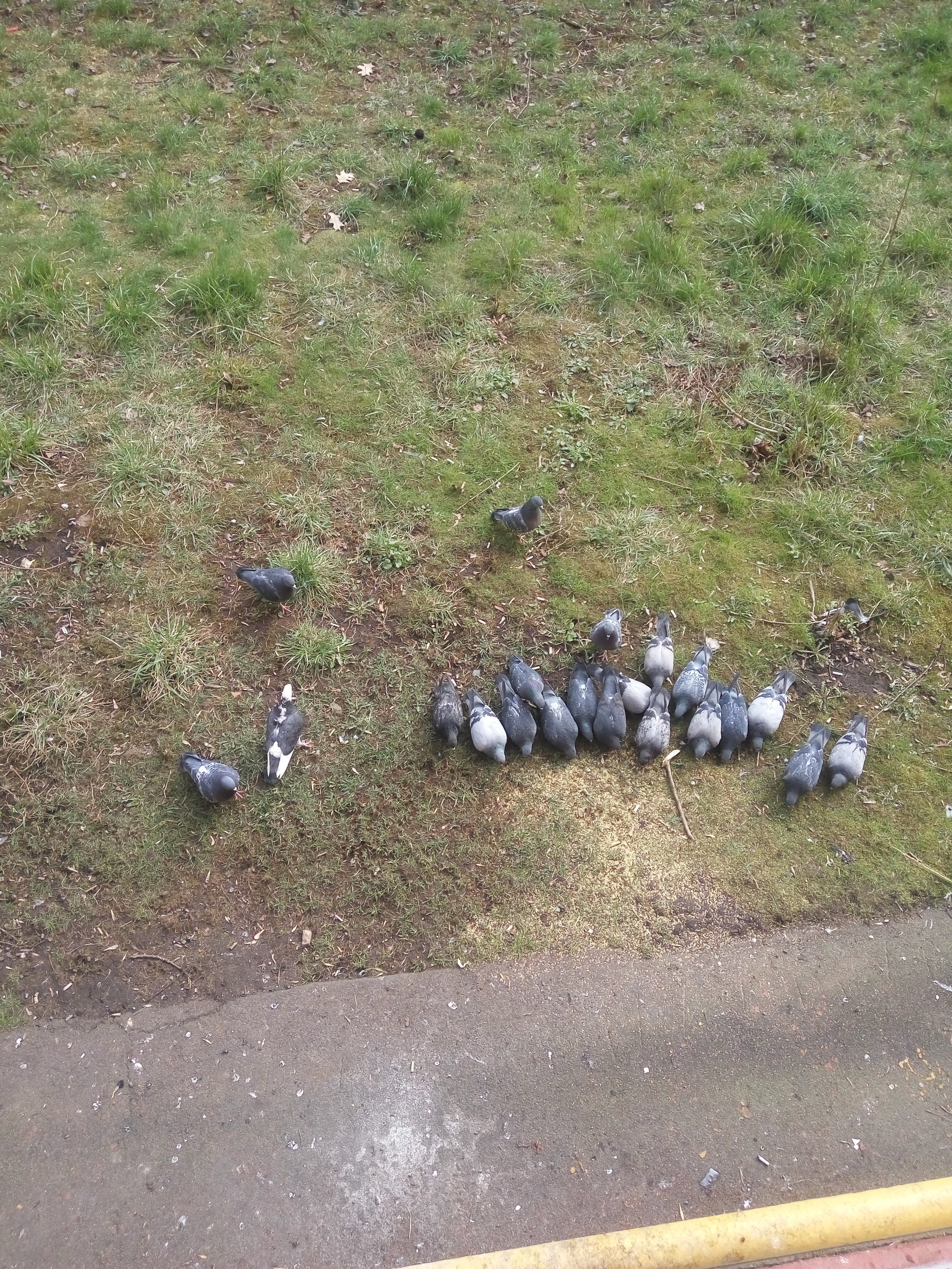 About the importance of feeding pigeons - My, Pigeon, Birds, Panic, Coronavirus, A crisis