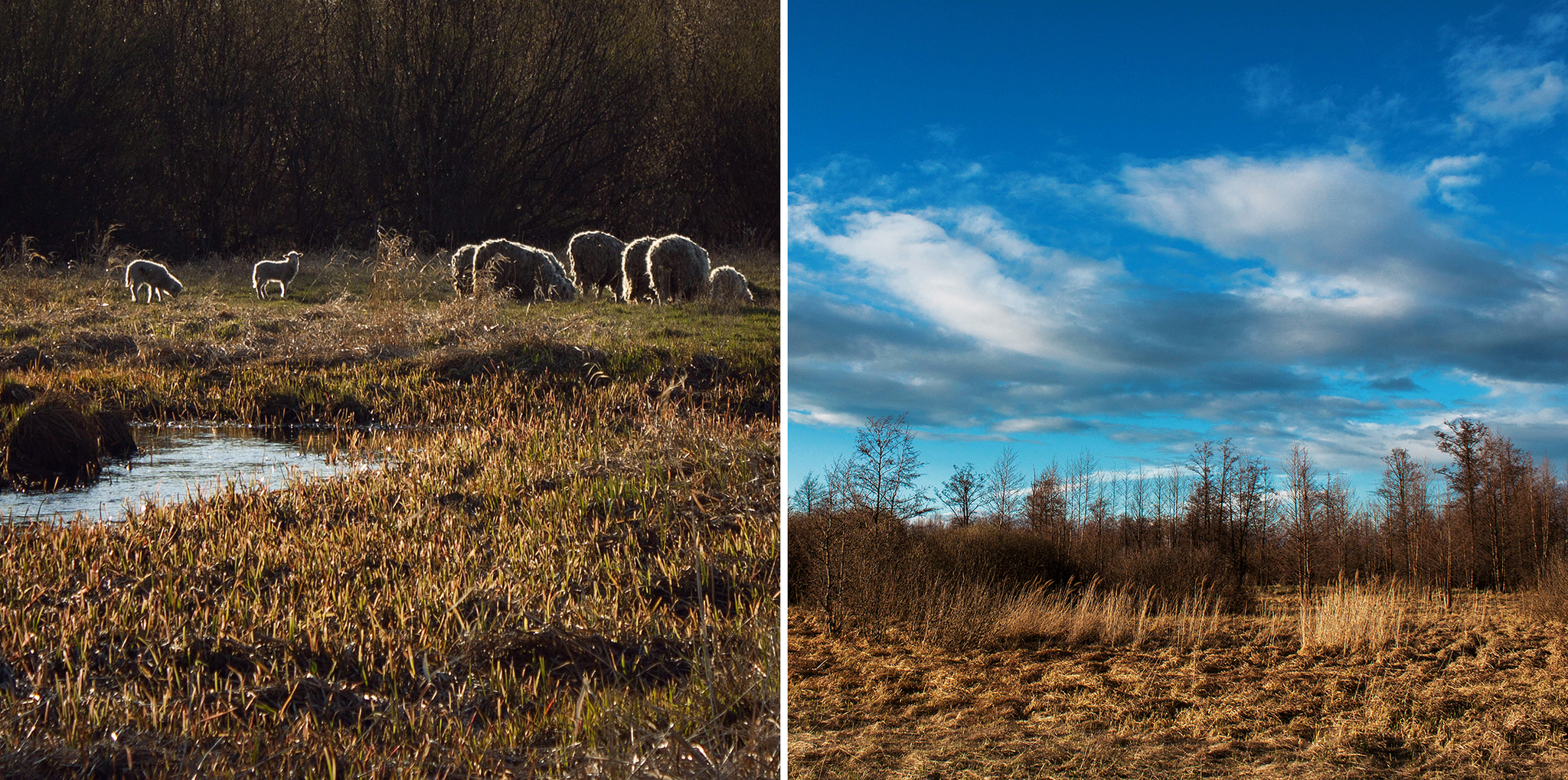 Photos from the village - My, Spring, Lamb, Pastoral, Nature, The photo, Village, Canon, Longpost