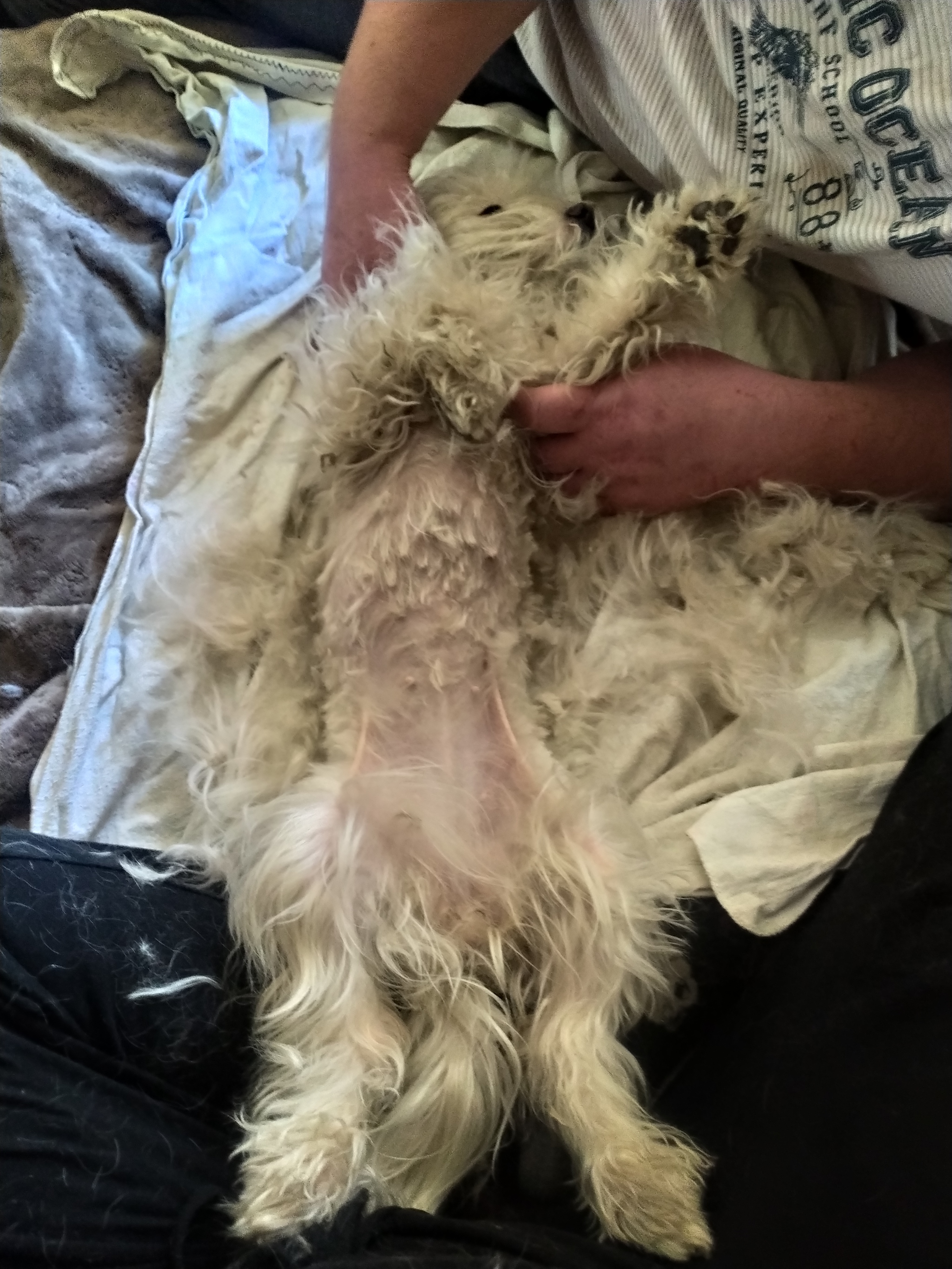 What else to do during quarantine... - Dog, Grooming, Quarantine, Longpost