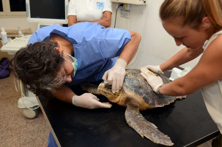 Hospital for turtles affected by plastic waste - Turtle, Ecology, Ocean pollution, Animal Rescue, Plastic, Animals, Italy, Garbage, Video, Longpost