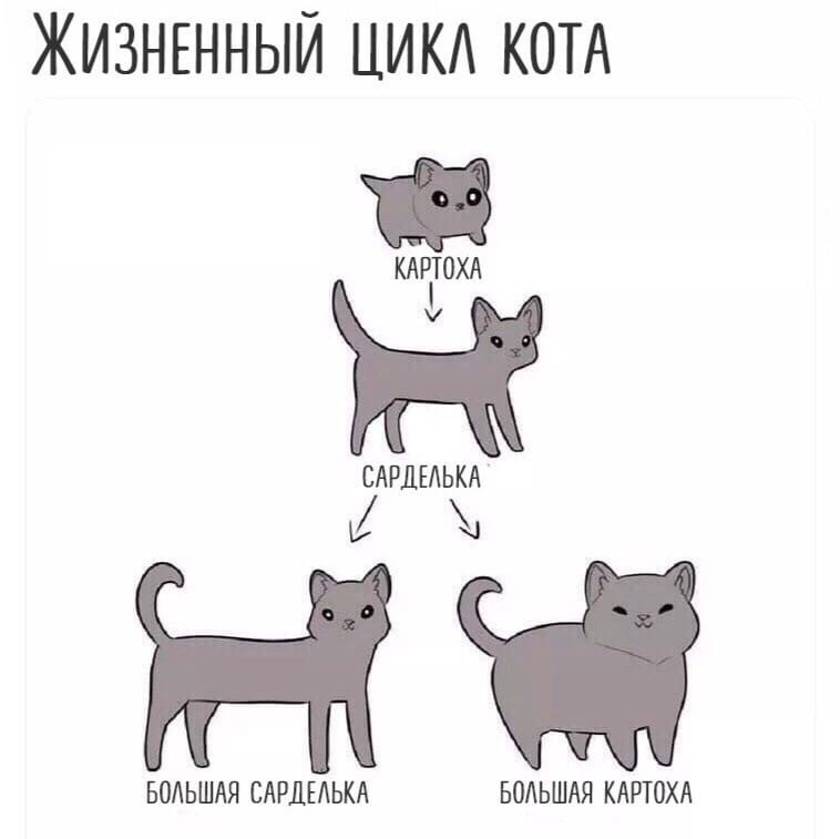 Life cycle of a cat - Comics, cat, Drawing, Life cycle