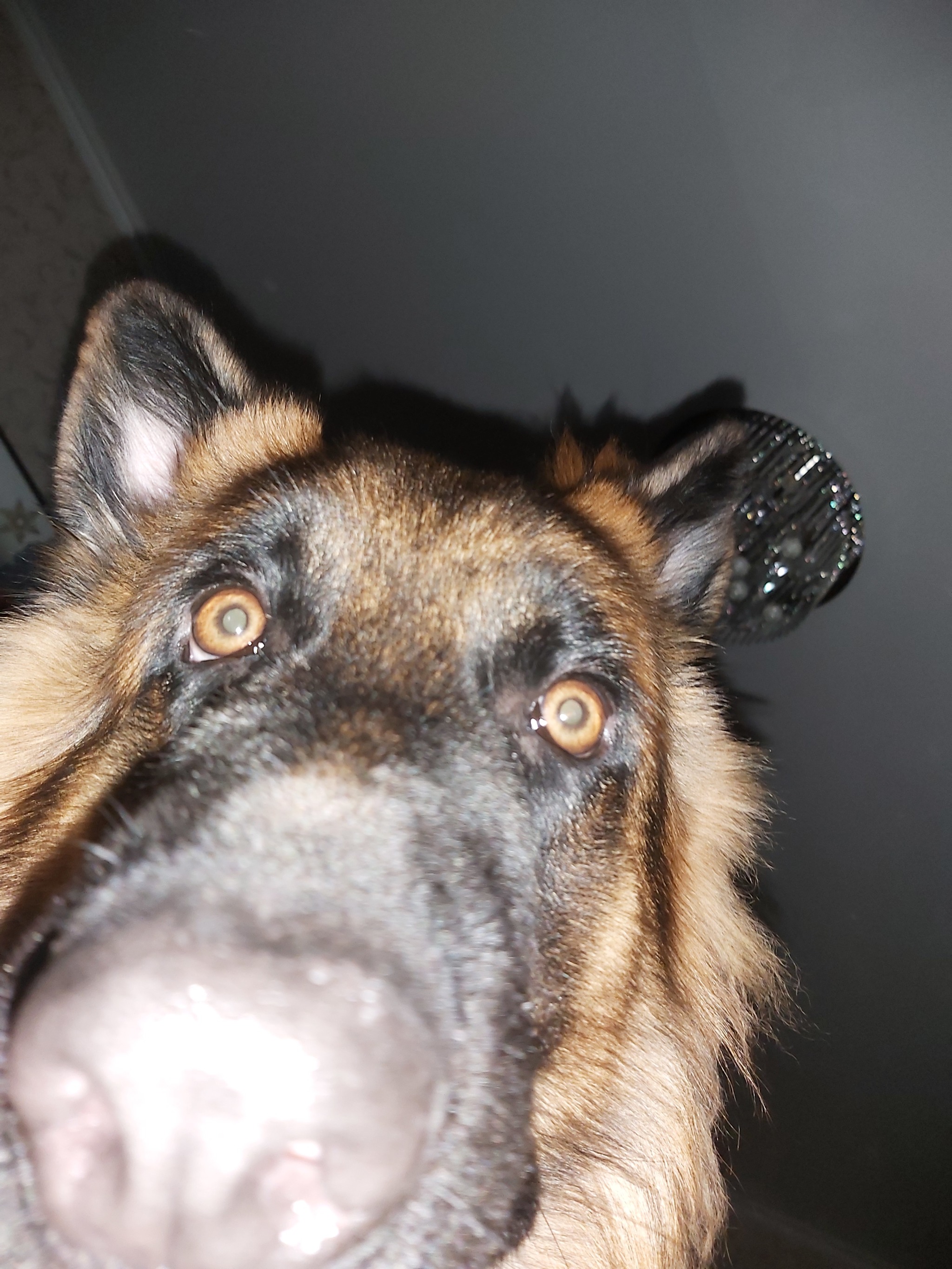 What are you doing here, huh? - My, German Shepherd, Dog