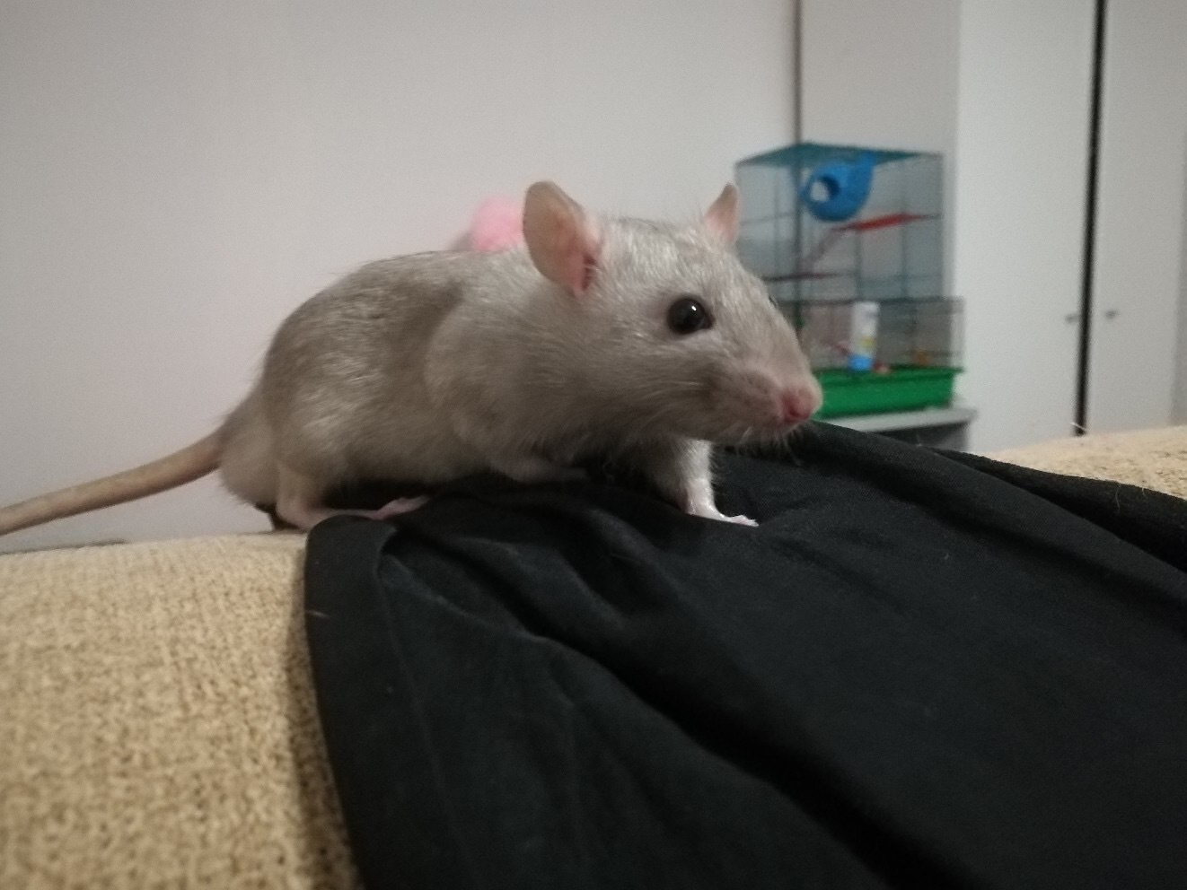 A little about pets - My, Negative, Decorative rats, Rat, Pets, GIF, Longpost