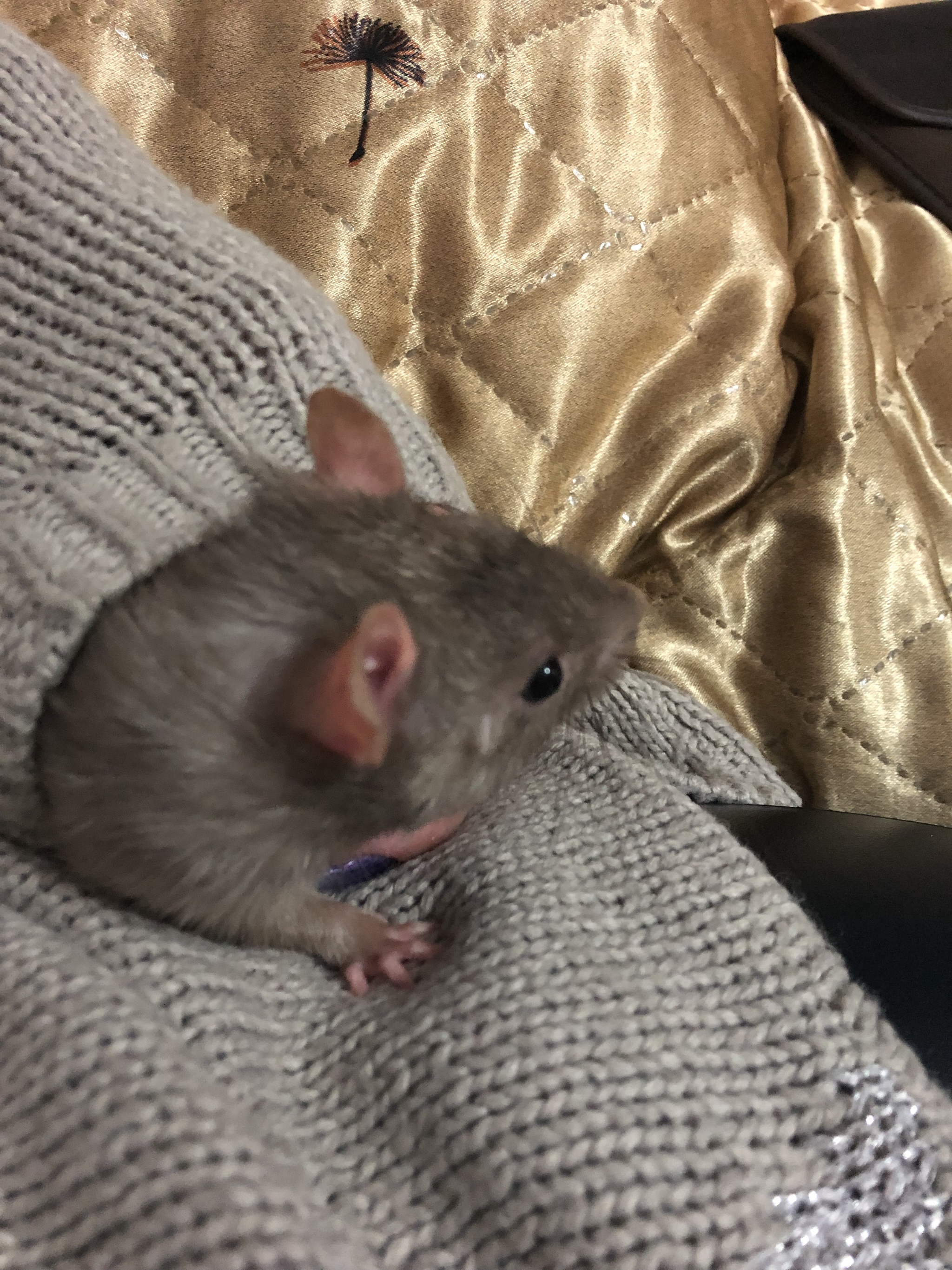 A little about pets - My, Negative, Decorative rats, Rat, Pets, GIF, Longpost