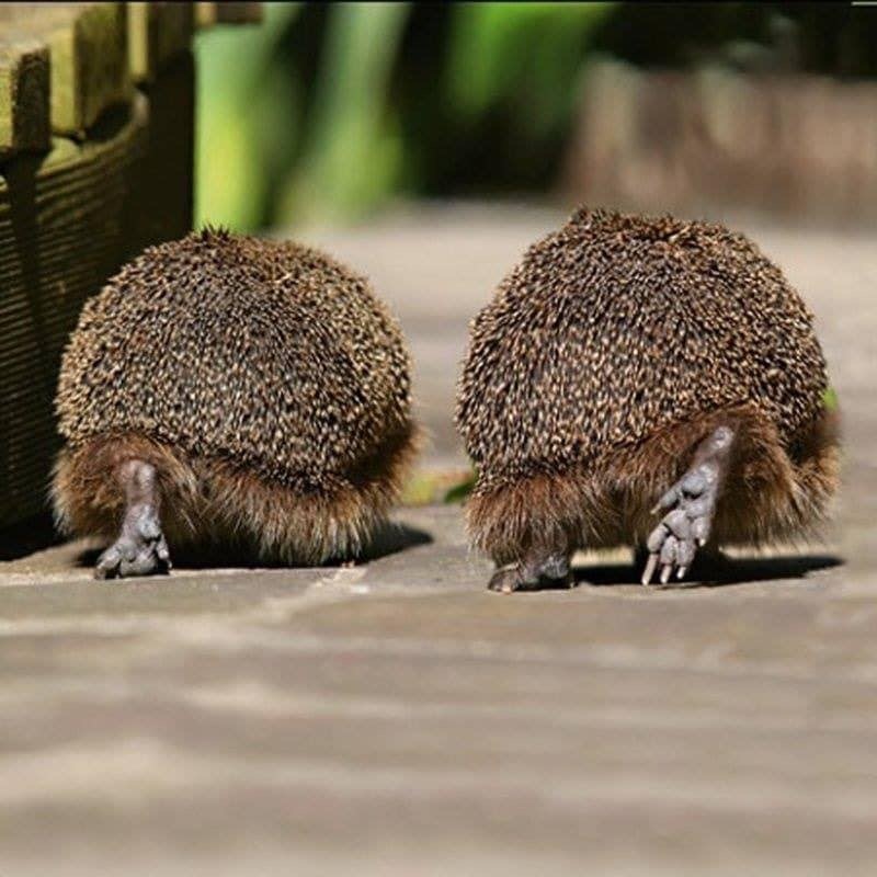 Hedgehog paws - Hedgehog, Milota, Paws