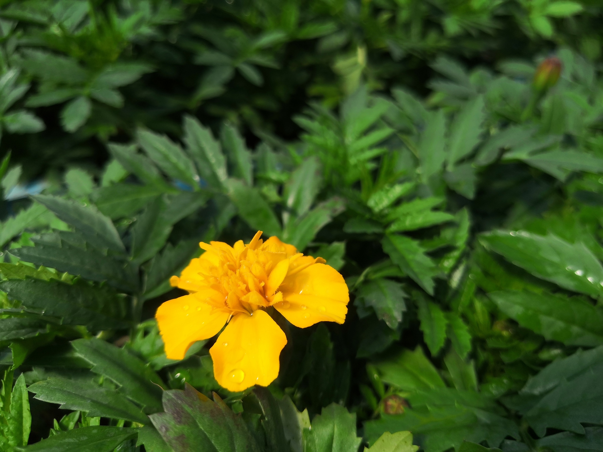 Spring in your feed - My, Сельское хозяйство, Seedling, Flowers, Longpost