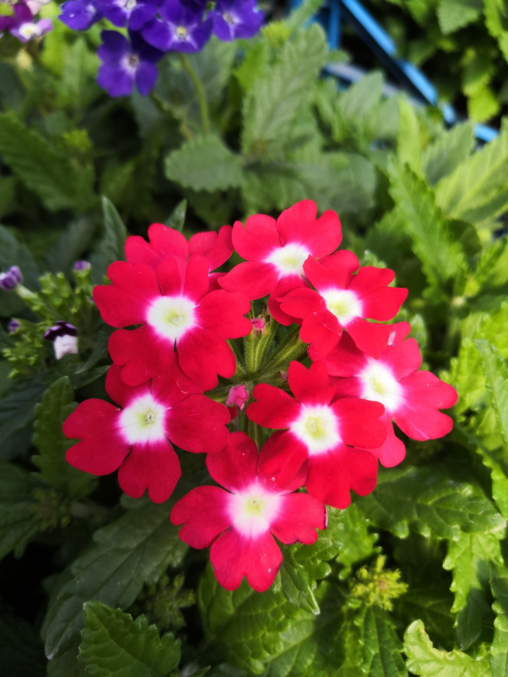 Spring in your feed - My, Сельское хозяйство, Seedling, Flowers, Longpost