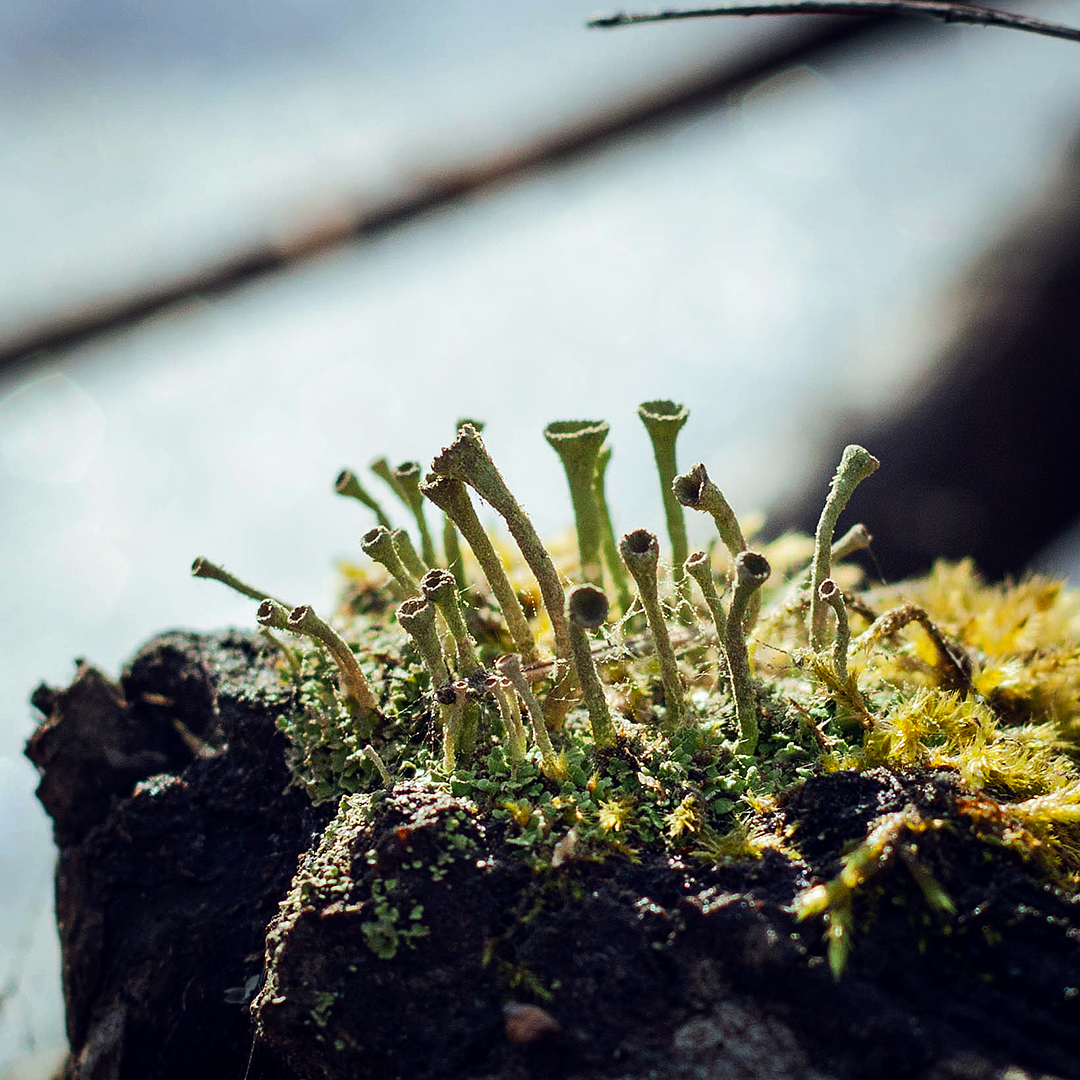 Mosses and lichens - My, Macro photography, The photo, Nature, Moss, Lichen, Canon, Longpost