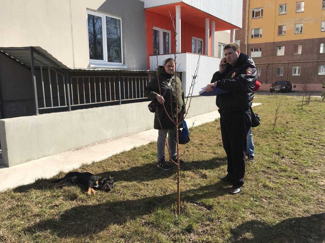 Выбросили собаку из окна | Пикабу
