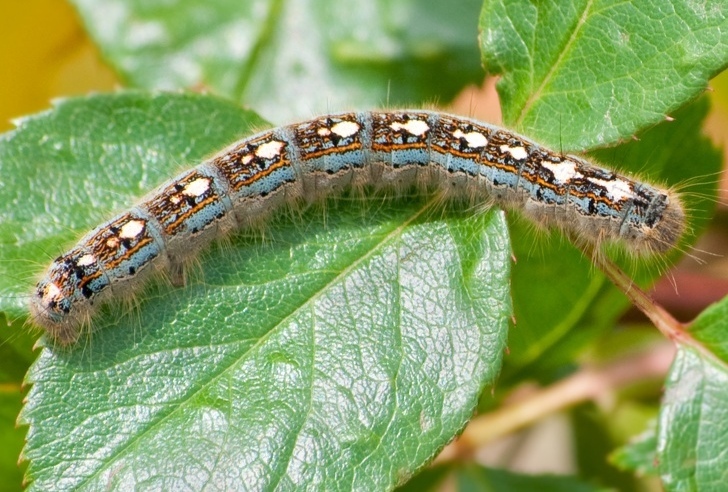 Caterpillars wear a penguin sweater on their back - Caterpillar, Penguins, Pullover, Nature, The photo, Milota, Longpost