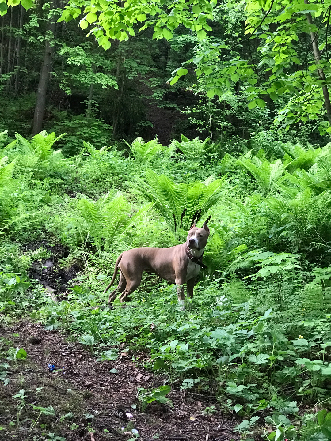 My favorite crocodile, or how the ignoramuses got to me! - My, Pitbull, Aggression, Dogs and people, Exposure, Dog, No aggression, Longpost