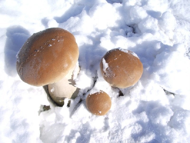 Yesterday in one Siberian town mushrooms suddenly appeared. I managed to gather a little and fry it. Even though you can’t go into the forest - Mushrooms, Siberia, Forest, Longpost