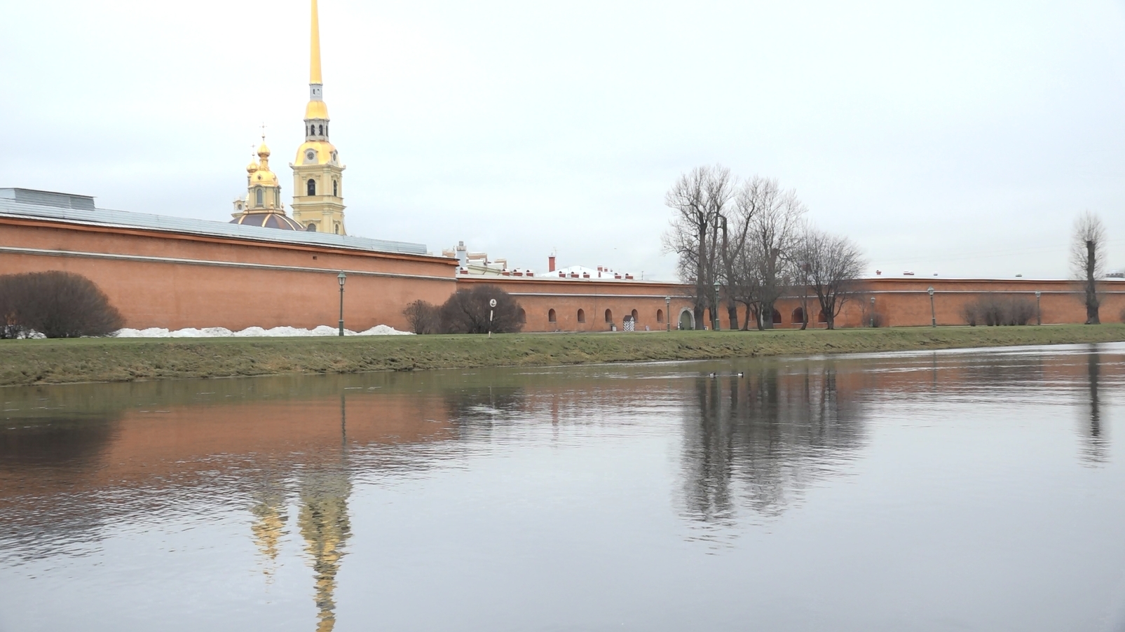 Cherneti in the Peter and Paul Fortress - My, Nature, Duck, Hunting, Animals, Forest, Saint Petersburg, Peter-Pavel's Fortress, The nature of Russia, Video, Longpost