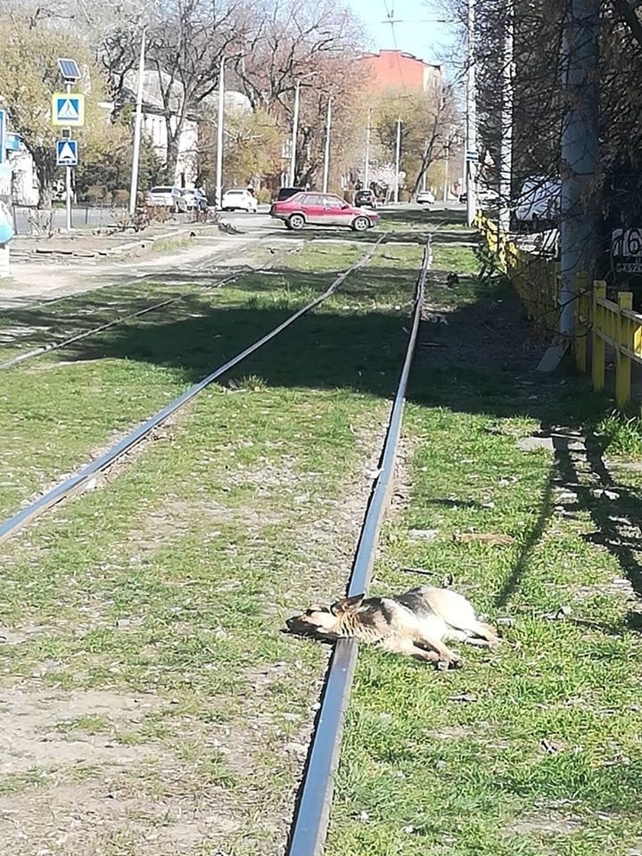 2 weeks of quarantine have passed - Quarantine, Taganrog, Dog