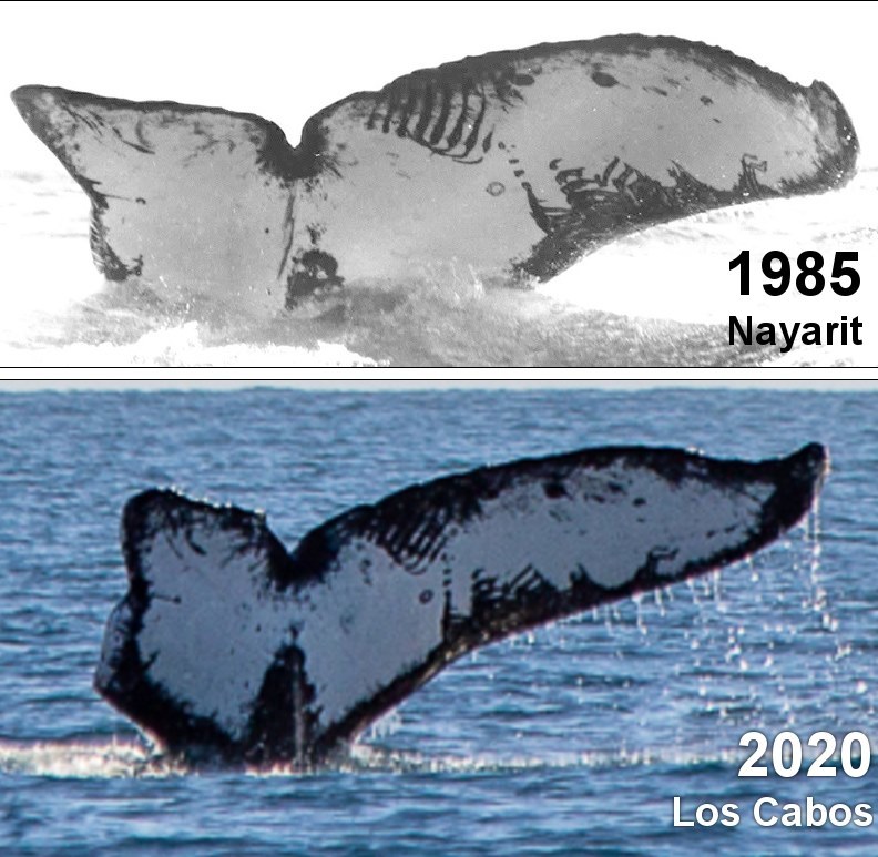 The same whale 35 years later - Whale, Tail, Scar