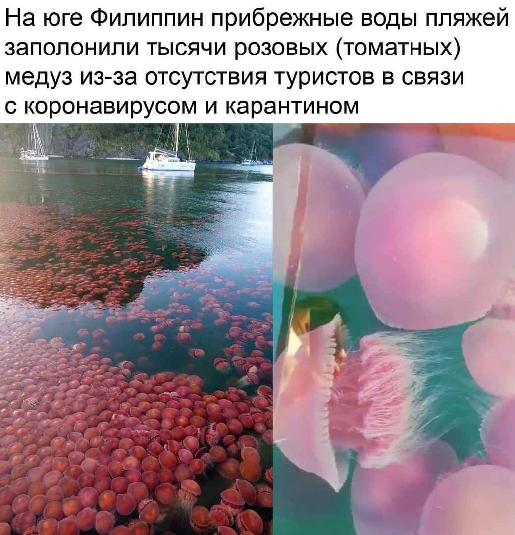 Did anyone return to Russia besides the Pechenegs and Polovtsians? - Coronavirus, Quarantine, Philippines, Picture with text, Jellyfish