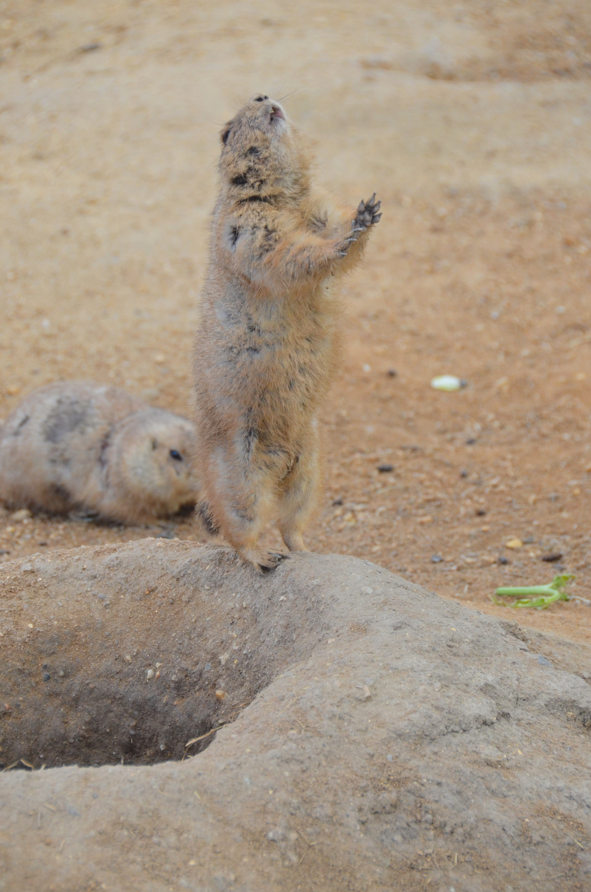 Dogmouse - My, Beginning photographer, Prairie dogs, Animals, Prague Zoo, Longpost