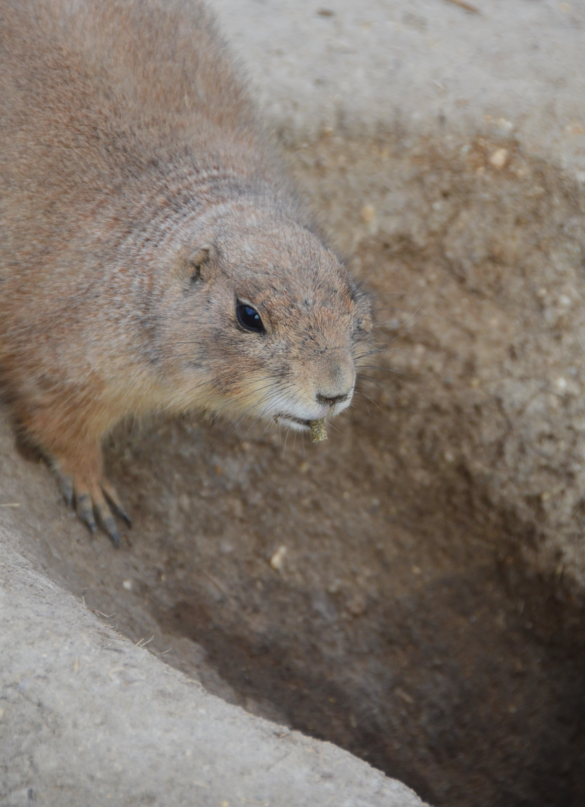 Dogmouse - My, Beginning photographer, Prairie dogs, Animals, Prague Zoo, Longpost