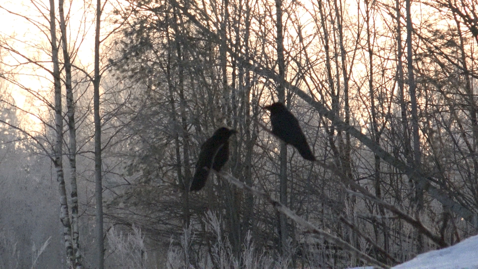 Did you know that Ravens are devoted family men? And they know how to deftly twist “barrels”? Issue #39 - My, Nature, Forest, Crow, Birds, Predator birds, Leningrad region, Animals, Crow, Video, Longpost