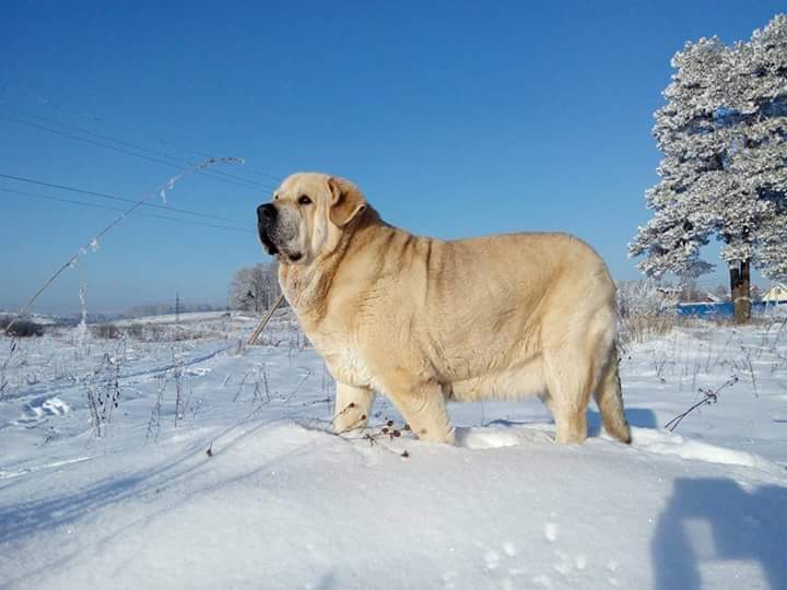 Just a big Spanish Mastiff dog - My, Dog, Spanish Mastiff, Longpost